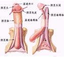 男性生殖器官圖譜