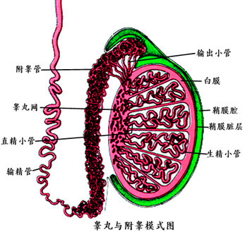 導(dǎo)致男性睪丸炎的原因有那些